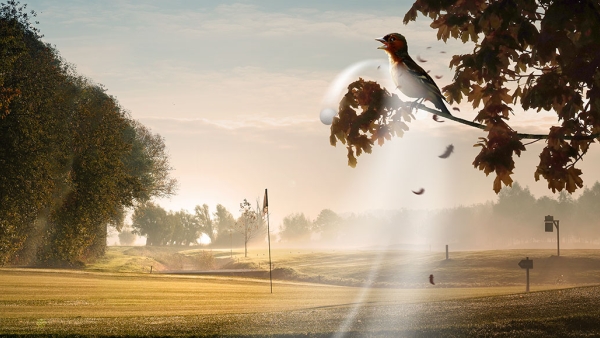 Early bird en birdies - Greenfee promo